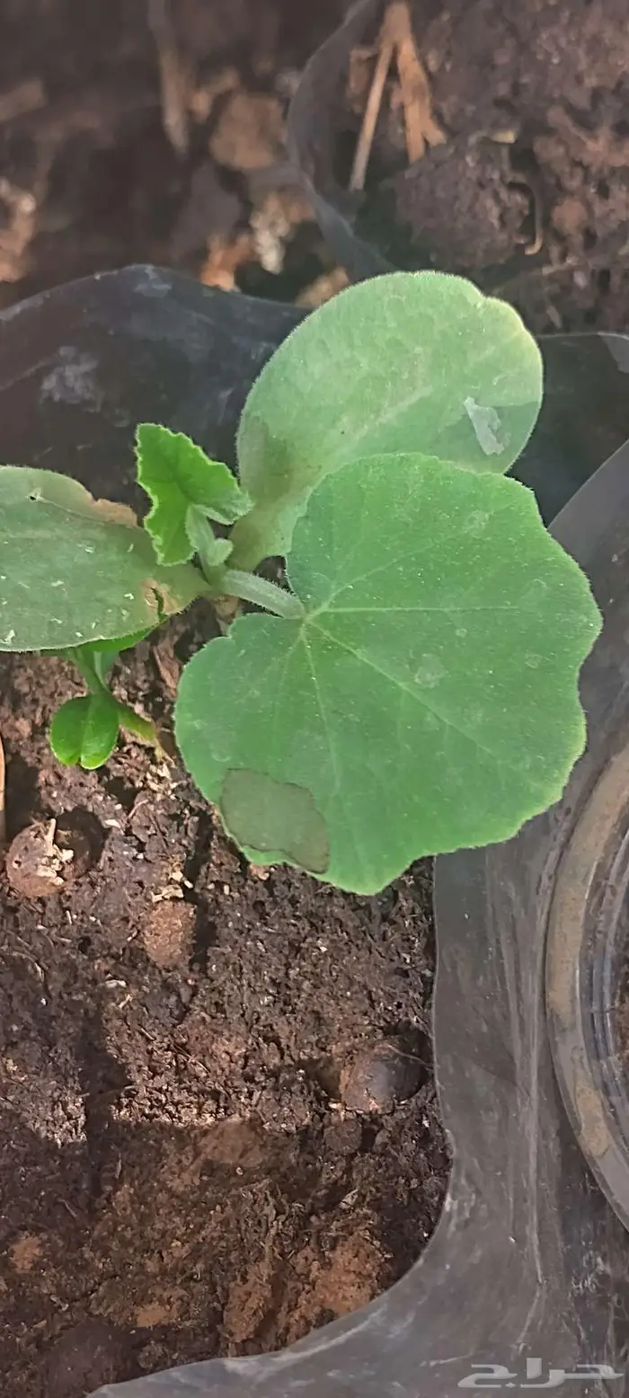 شتول خضار عضوية من سلالة عضوية 4