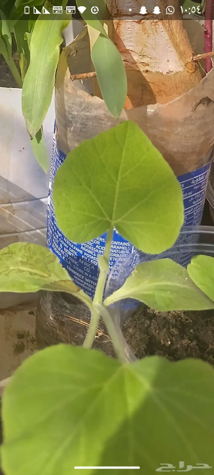 شتول خضار عضوية من سلالة عضوية 14