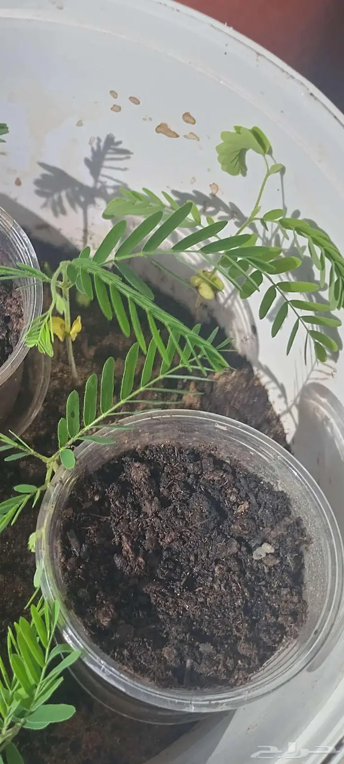 شتول خضار عضوية من سلالة عضوية 7