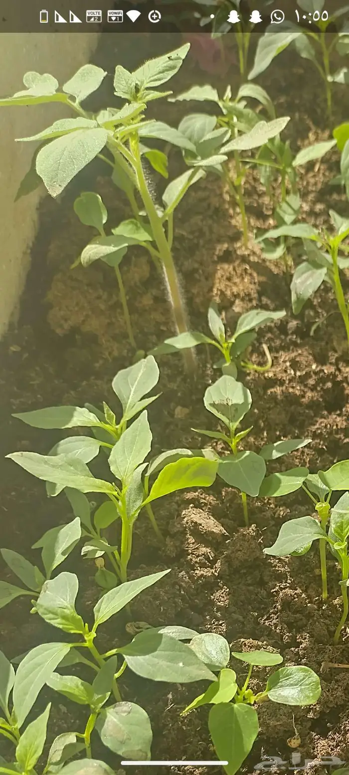 شتول خضار عضوية من سلالة عضوية 8