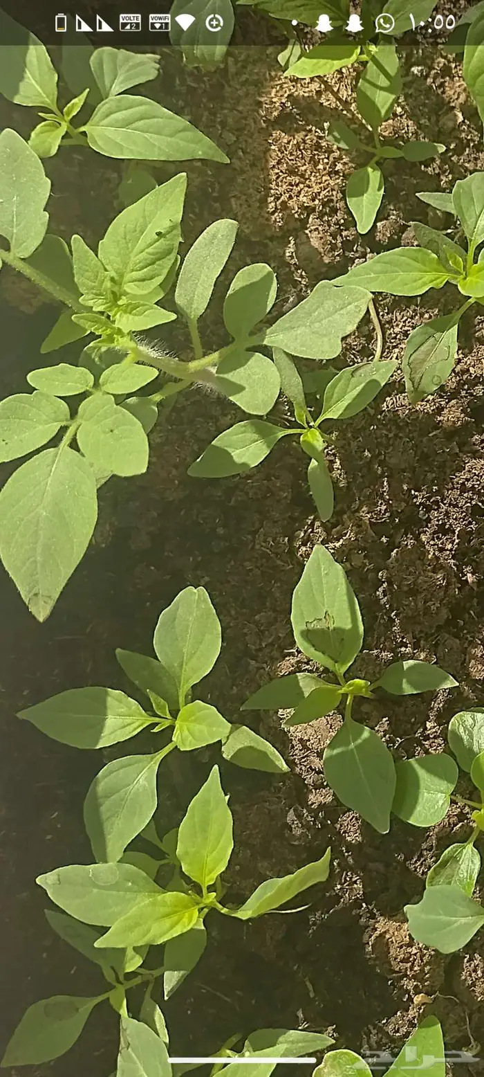 شتول خضار عضوية من سلالة عضوية 1