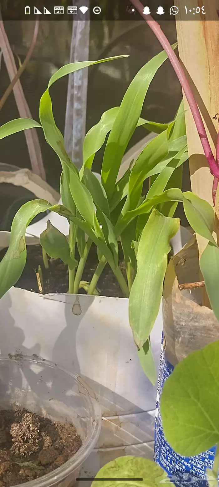 شتول خضار عضوية من سلالة عضوية 15