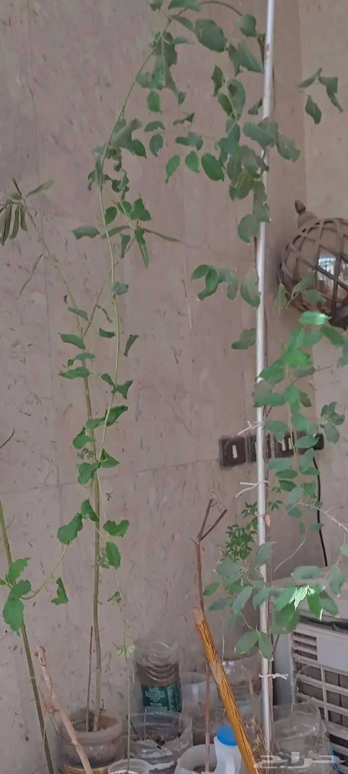 شتول خضار عضوية من سلالة عضوية 19