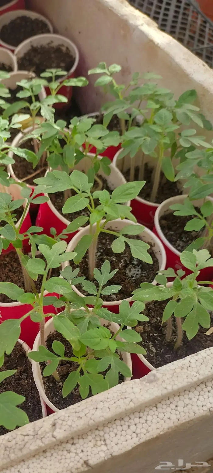 شتول خضار عضوية من سلالة عضوية 16