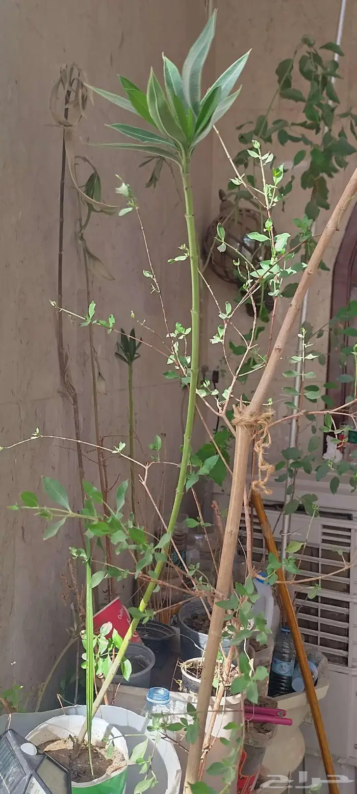 شتول خضار عضوية من سلالة عضوية 17