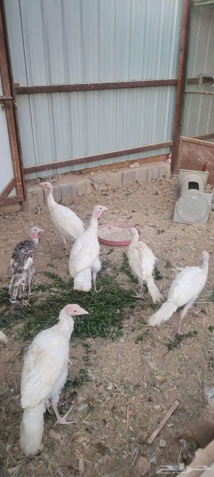 دجاج رومي 0