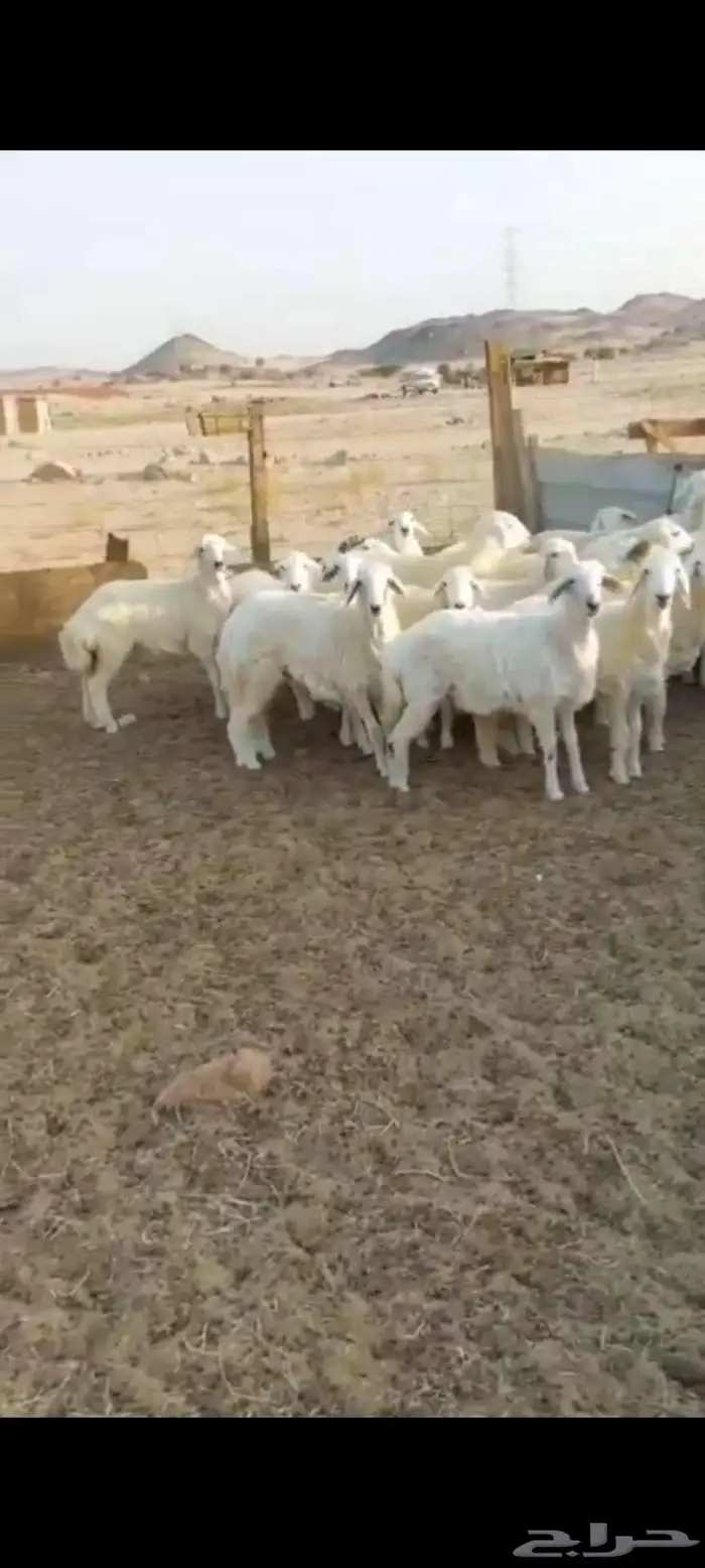 رخال وضان ونعجه خلفة 0