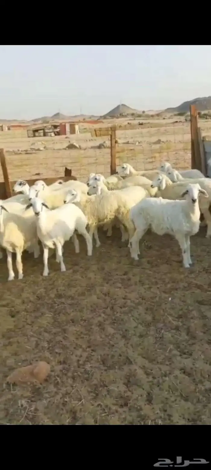رخال وضان ونعجه خلفة 1