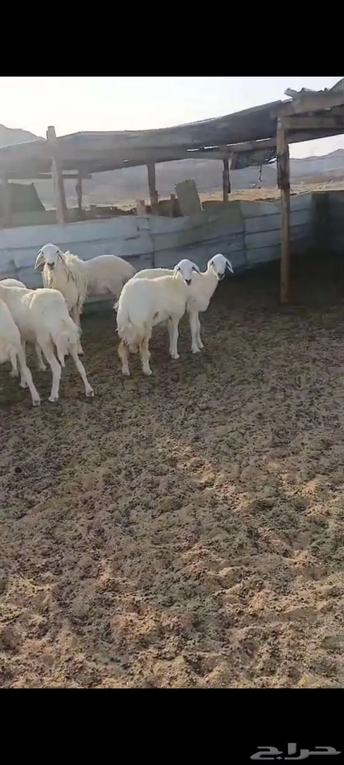 رخال وضان ونعجه خلفة 7