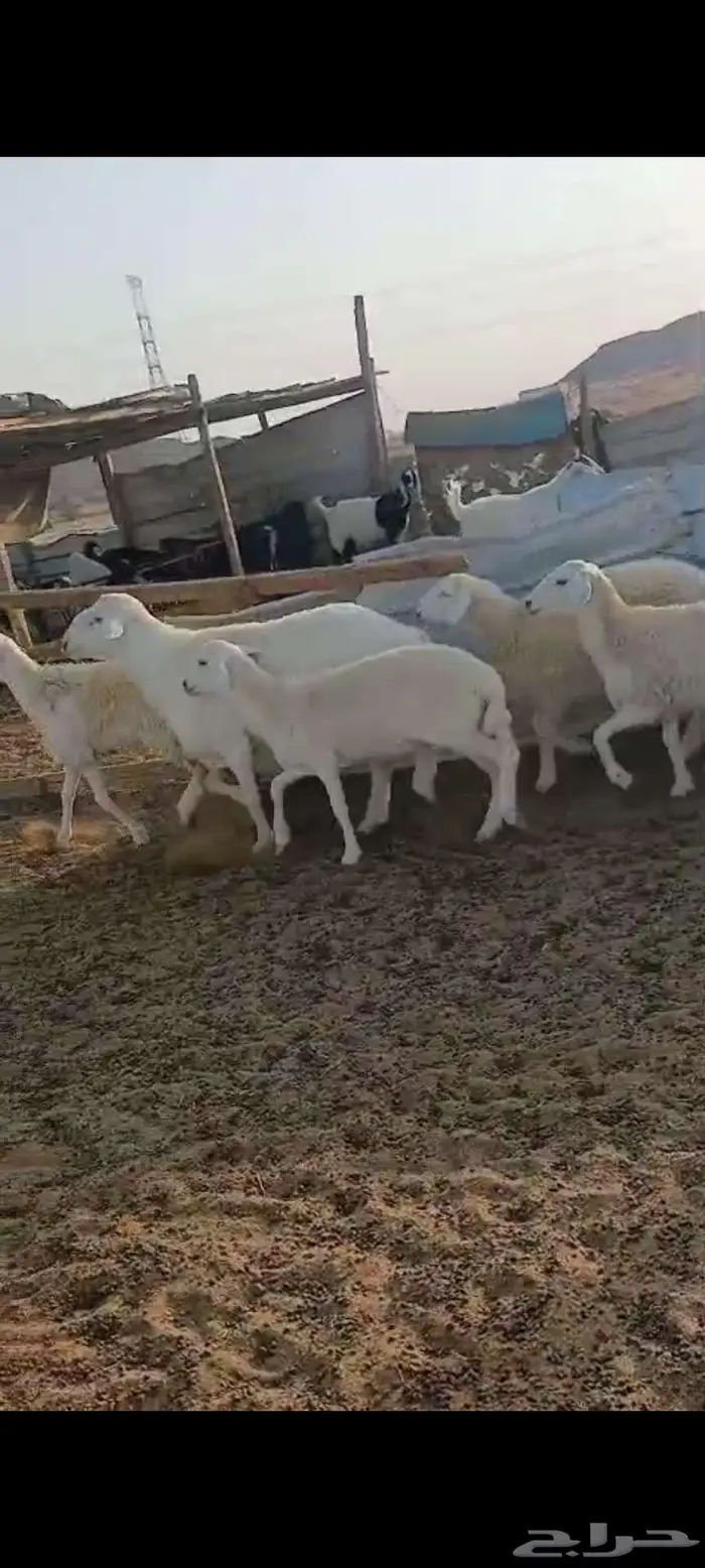 رخال وضان ونعجه خلفة 4