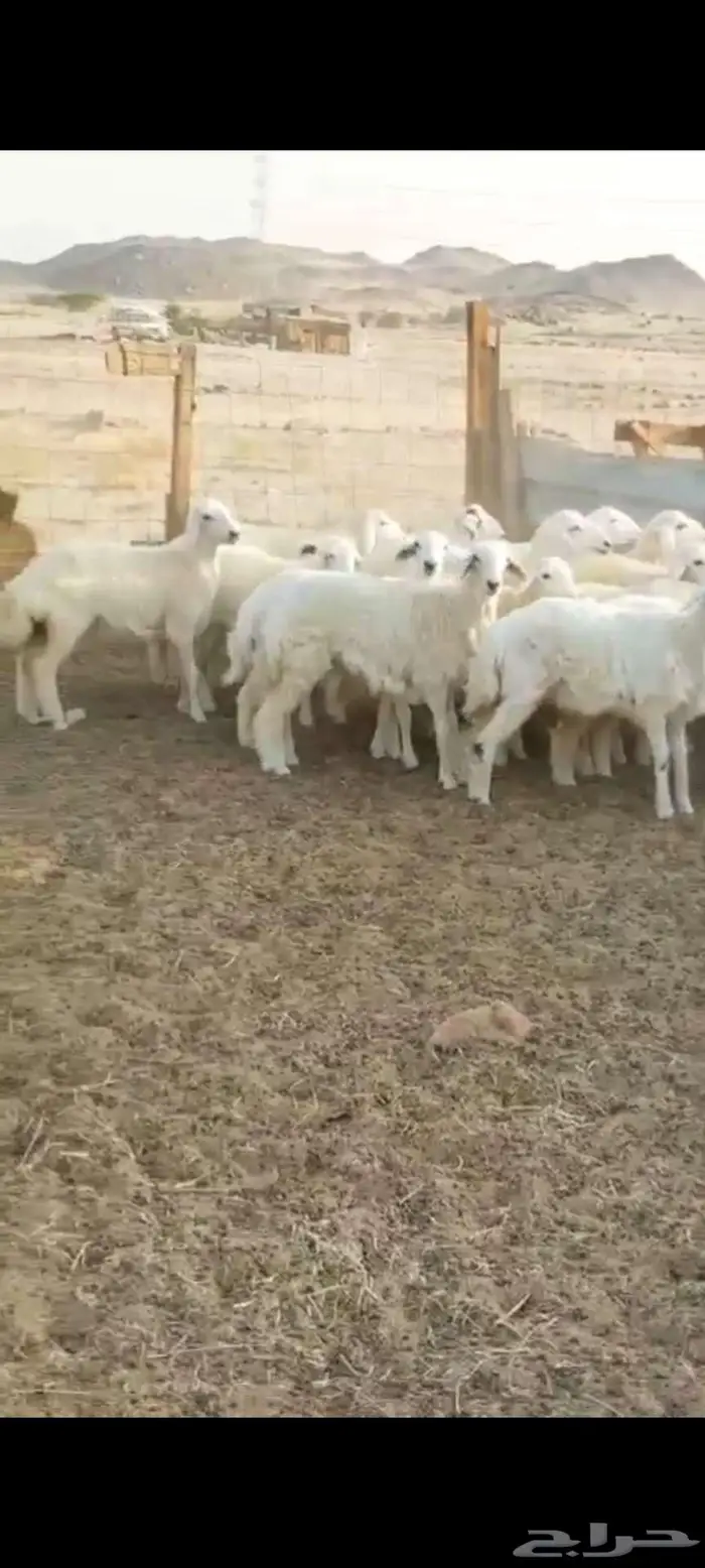 رخال وضان ونعجه خلفة 2