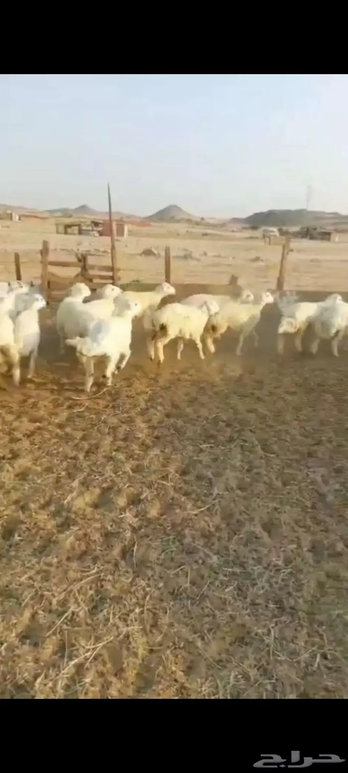 رخال وضان ونعجه خلفة 3