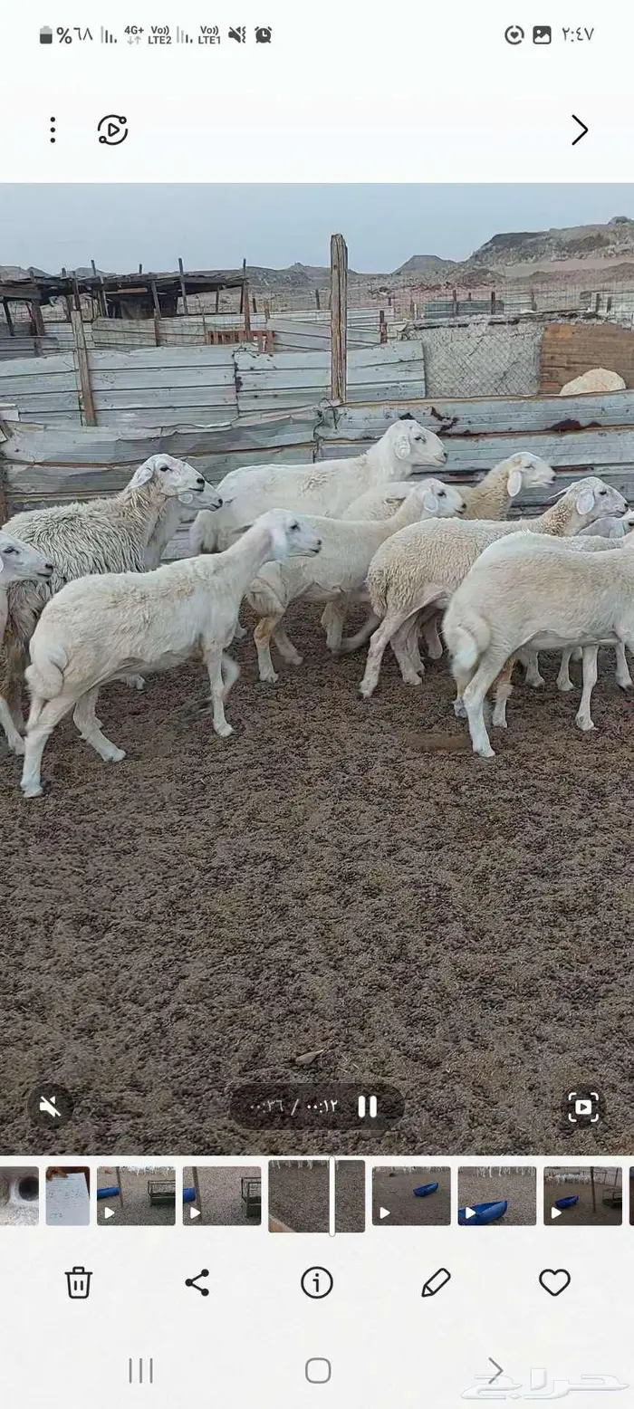 رخال وضان ونعجه خلفة 8