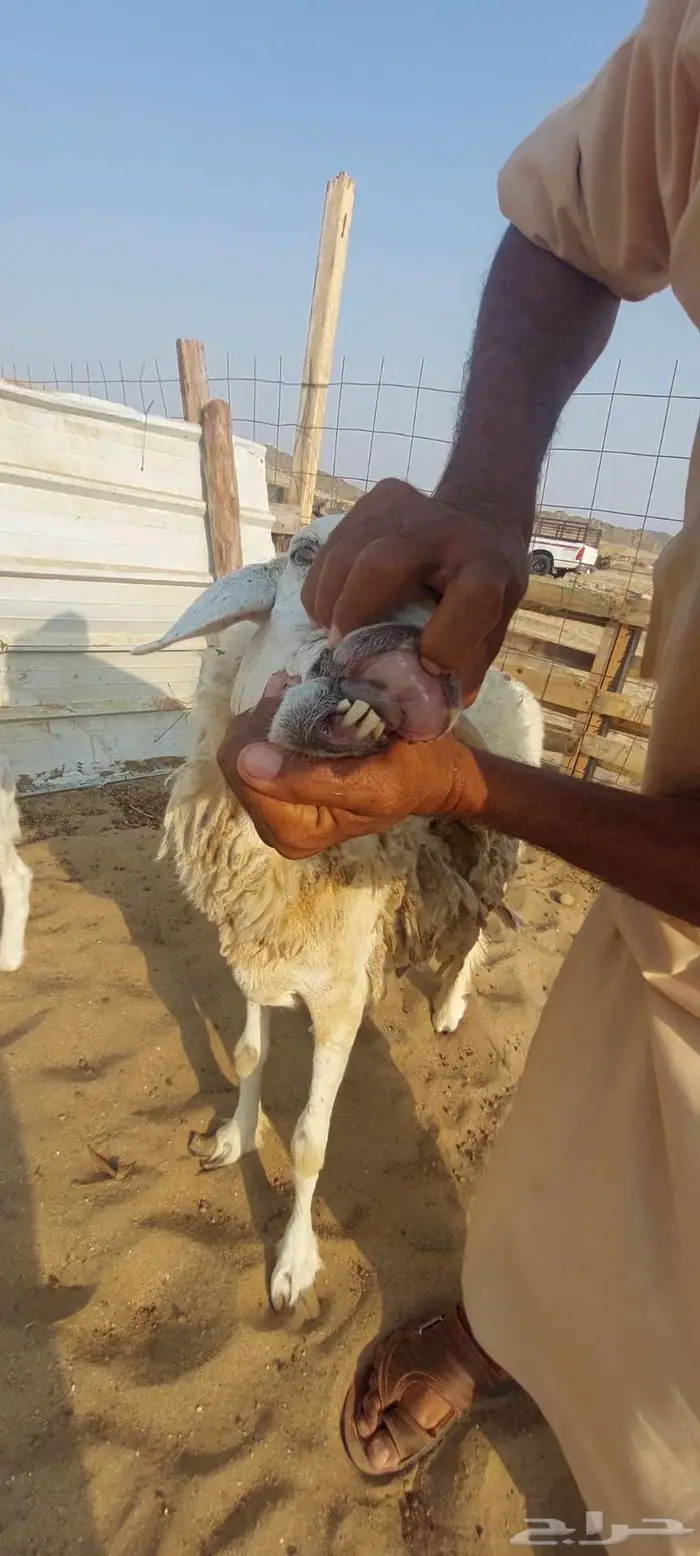 رخال وضان ونعجه خلفة 6