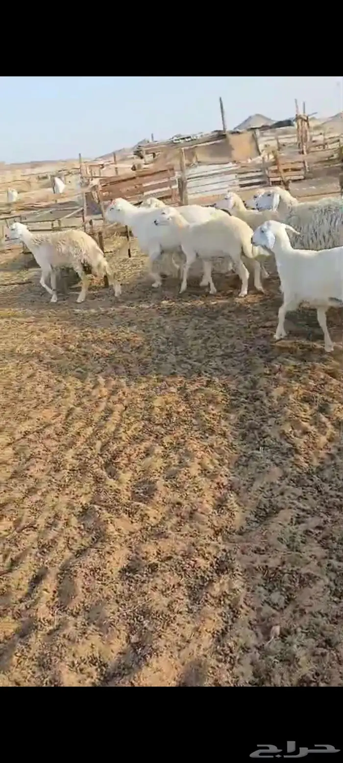 رخال وضان ونعجه خلفة 5