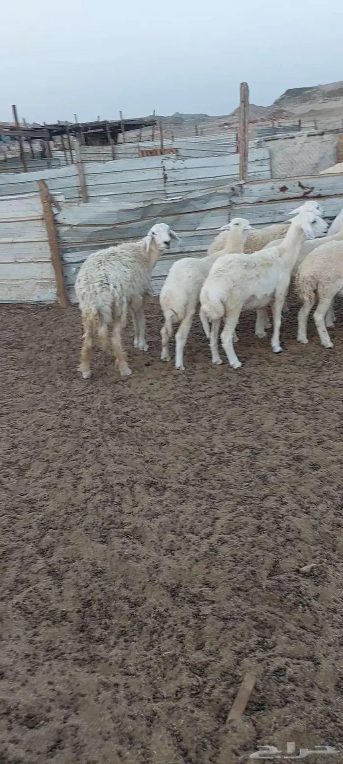 رخال وضان ونعجه خلفة 9
