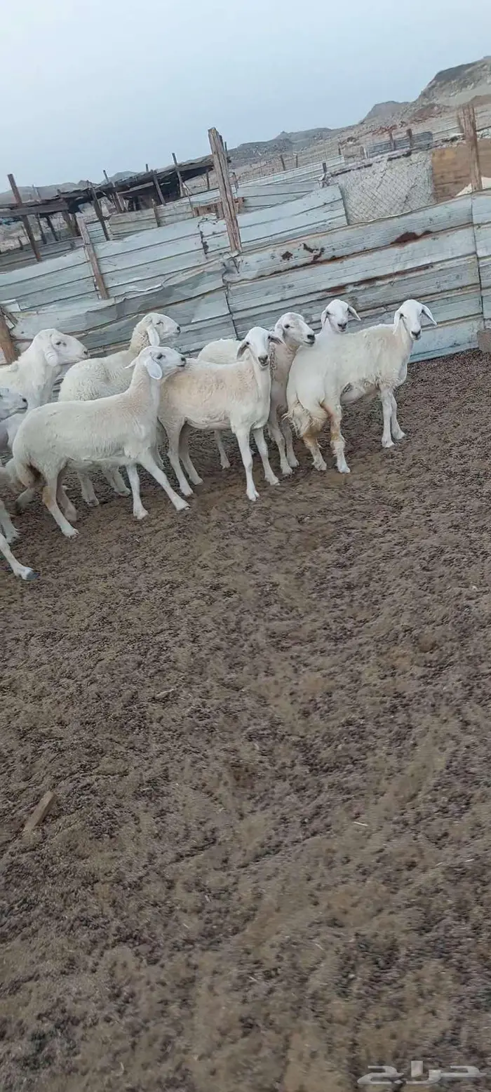 رخال وضان ونعجه خلفة 10