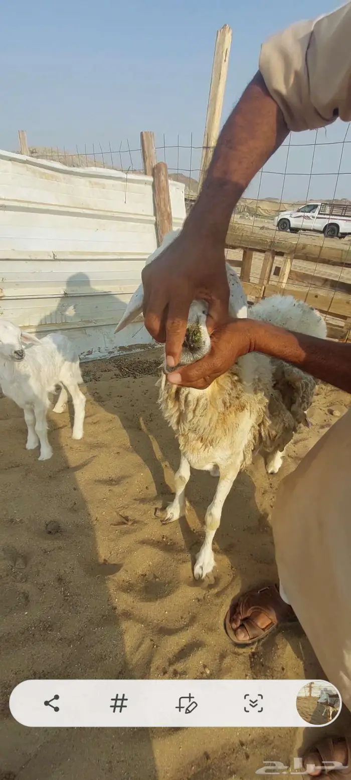 رخال وضان ونعجه خلفة 11