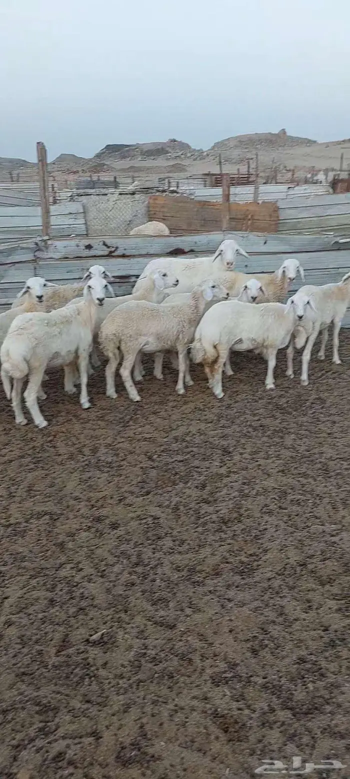 رخال وضان ونعجه خلفة 12