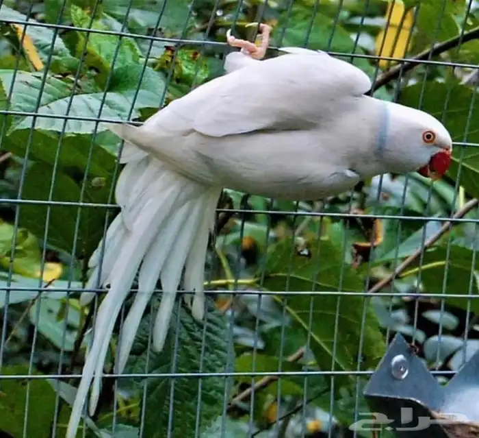 زواج دره منتج ا 1