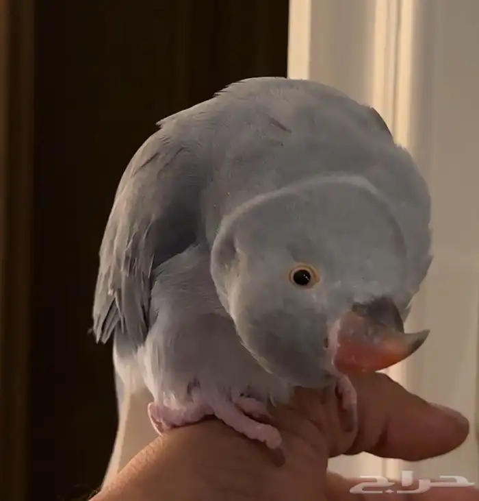 للبيع دره كلير قراي تيل وايت هيد 4