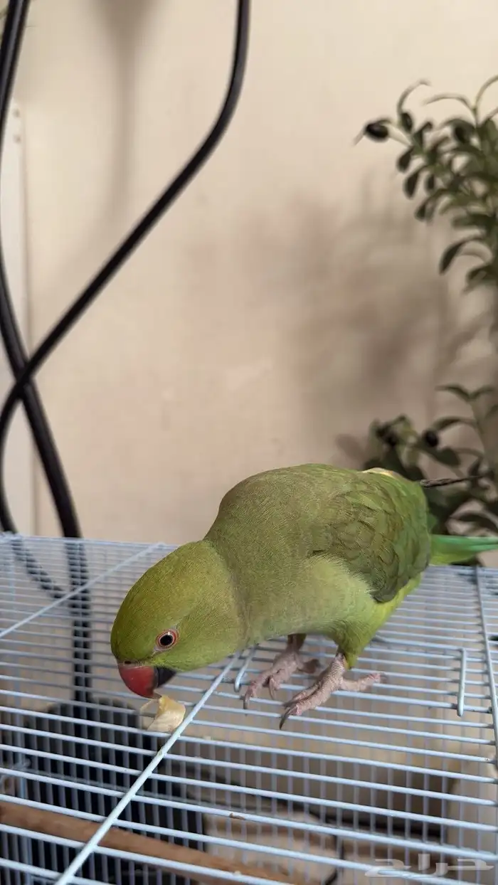 ببغاء الدرة الهندي 0