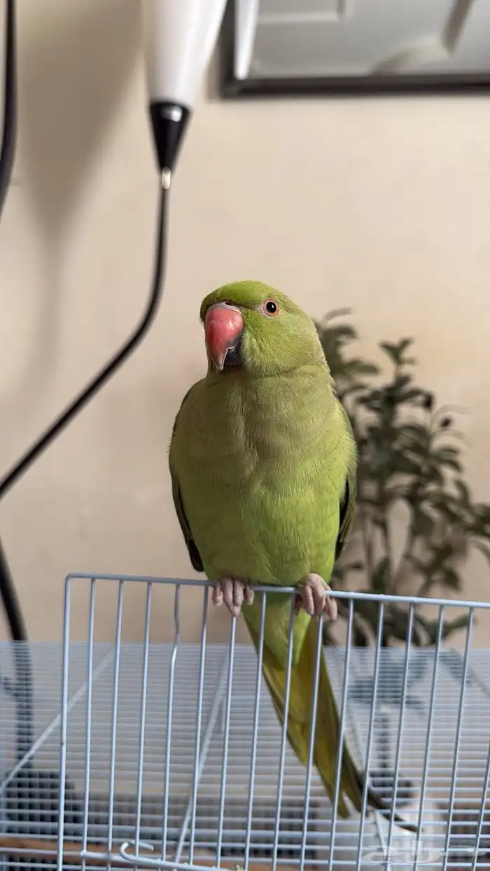 ببغاء الدرة الهندي 2