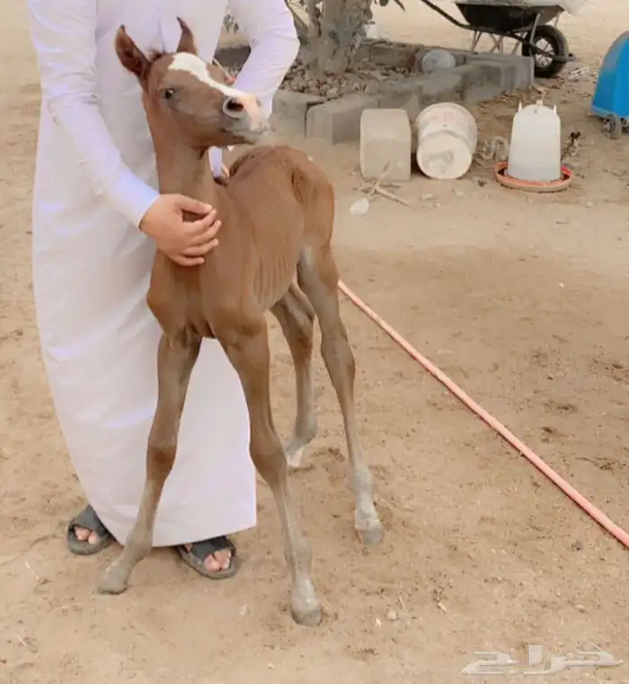 فرس شموخ بنت بطل العالم بن شاي 2
