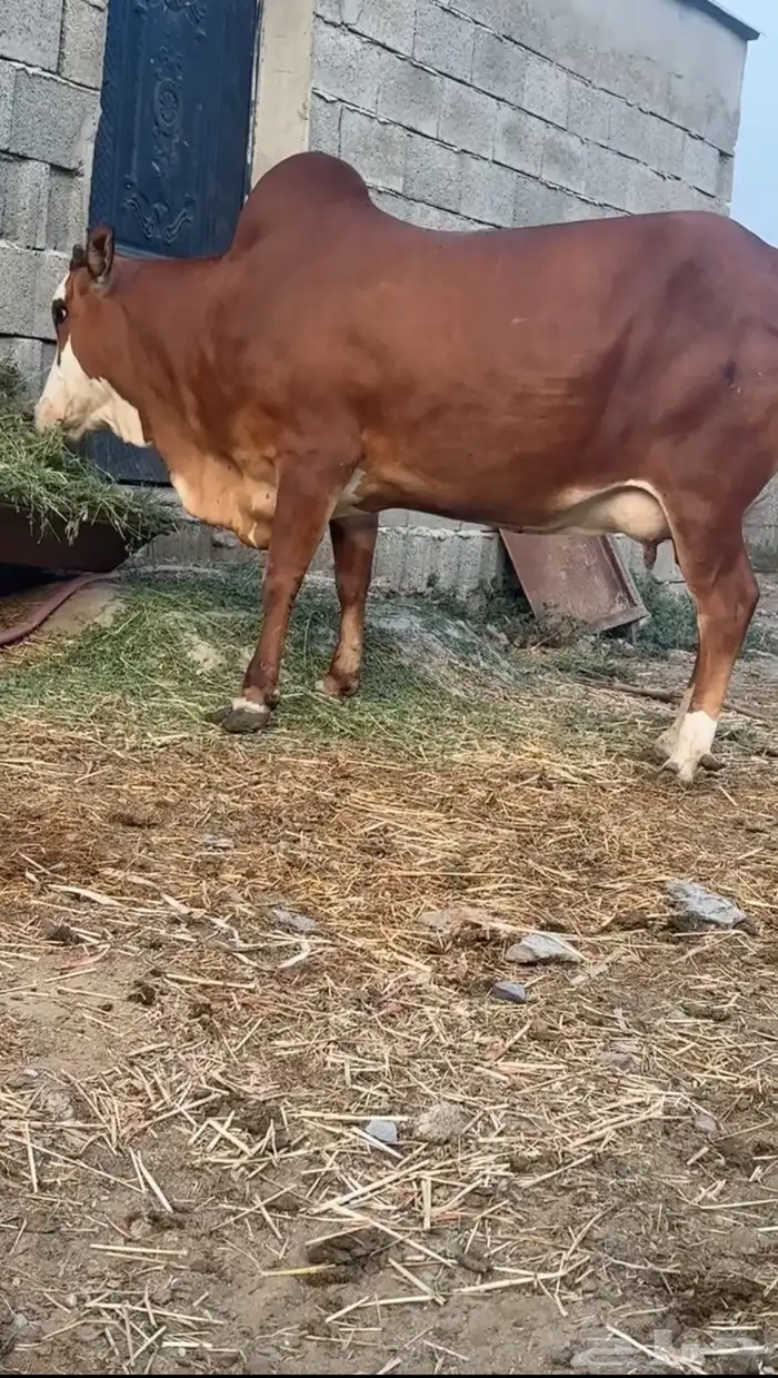 بقره منيحة بيت للبيع 0
