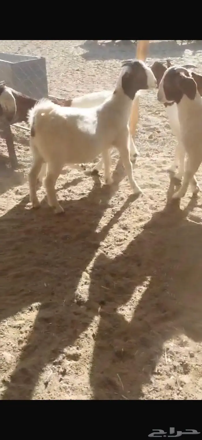 ماعز هجين بورقت (جفار) 1
