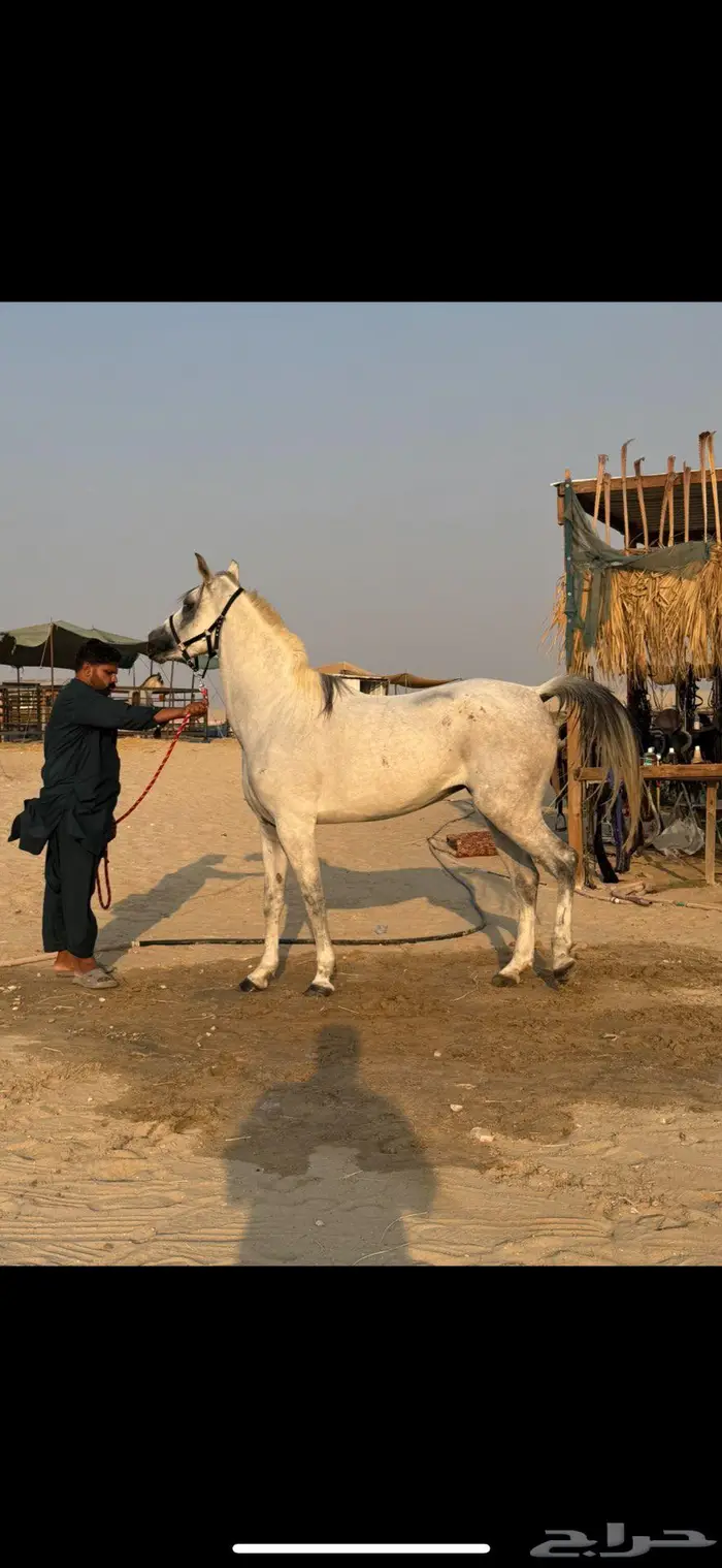 فرس فاخرة واهو والبيع شعبي 0