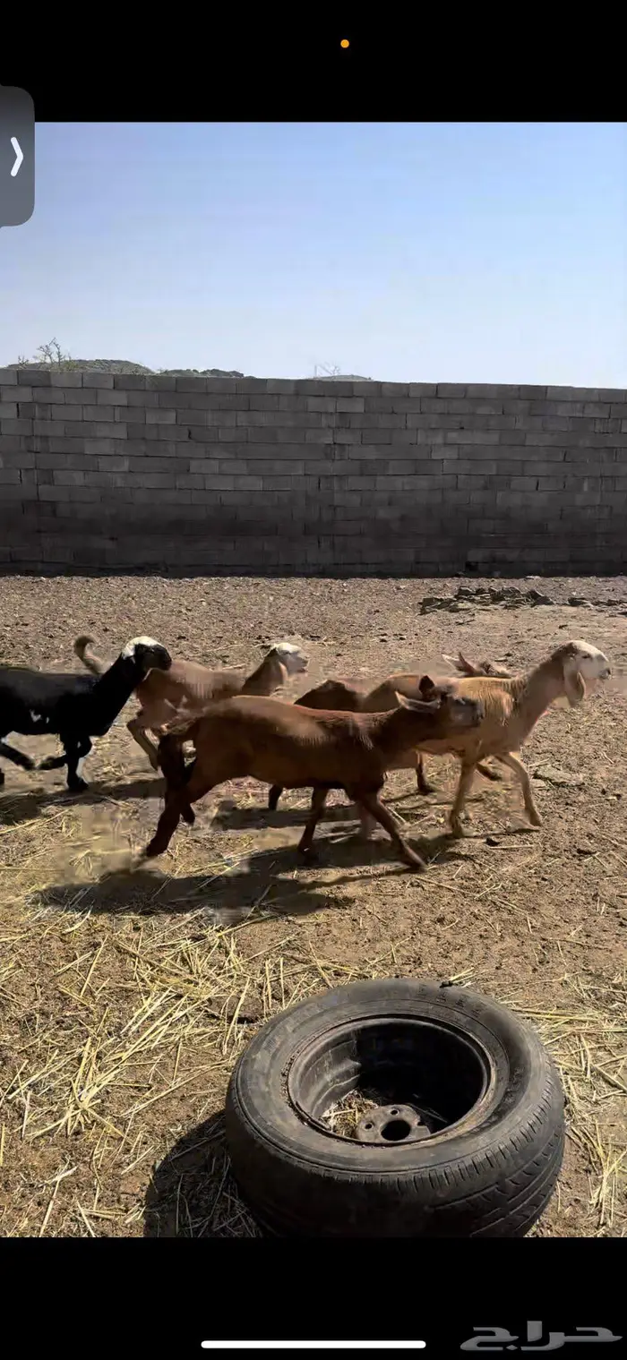 رخال سواكن تيلاد 0