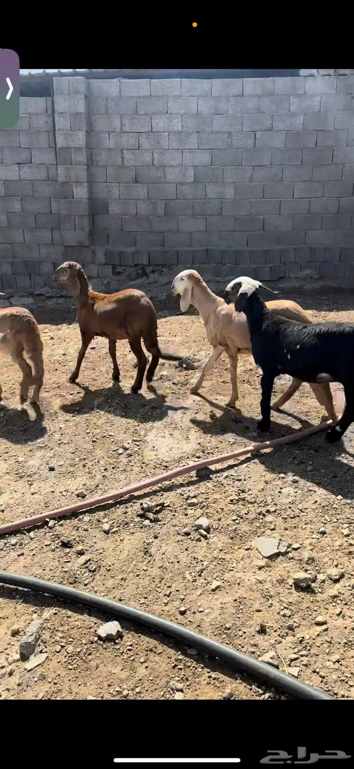 رخال سواكن تيلاد 6