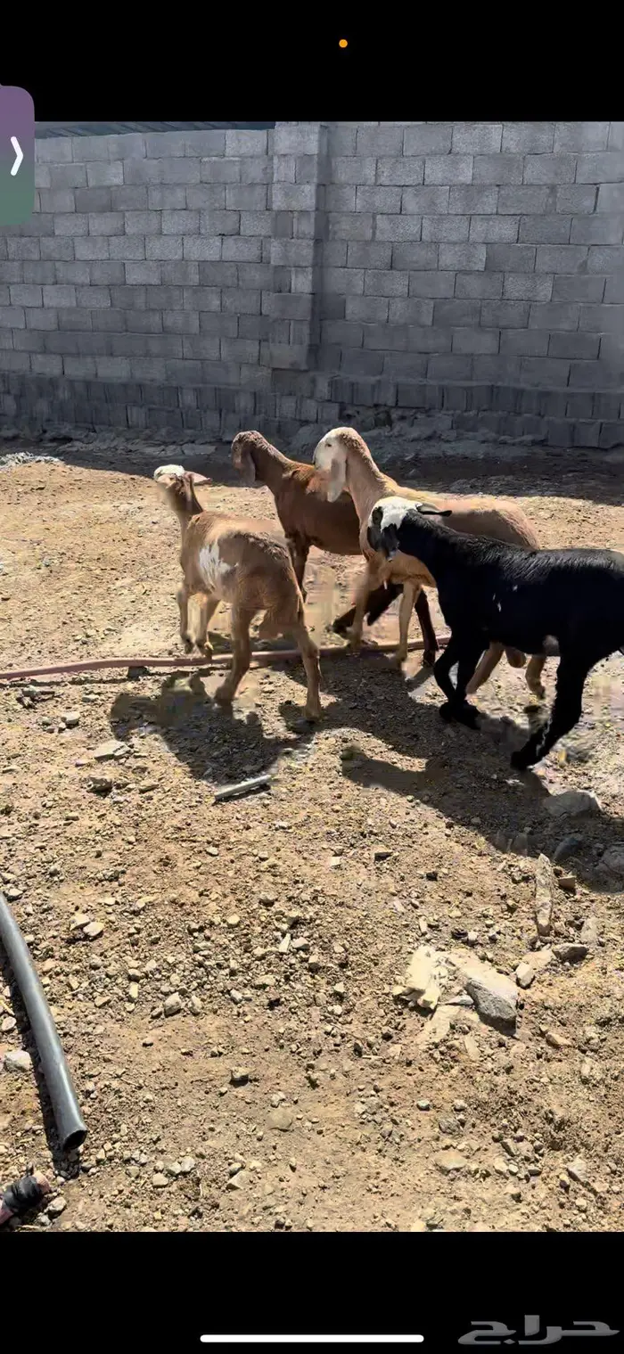 رخال سواكن تيلاد 3