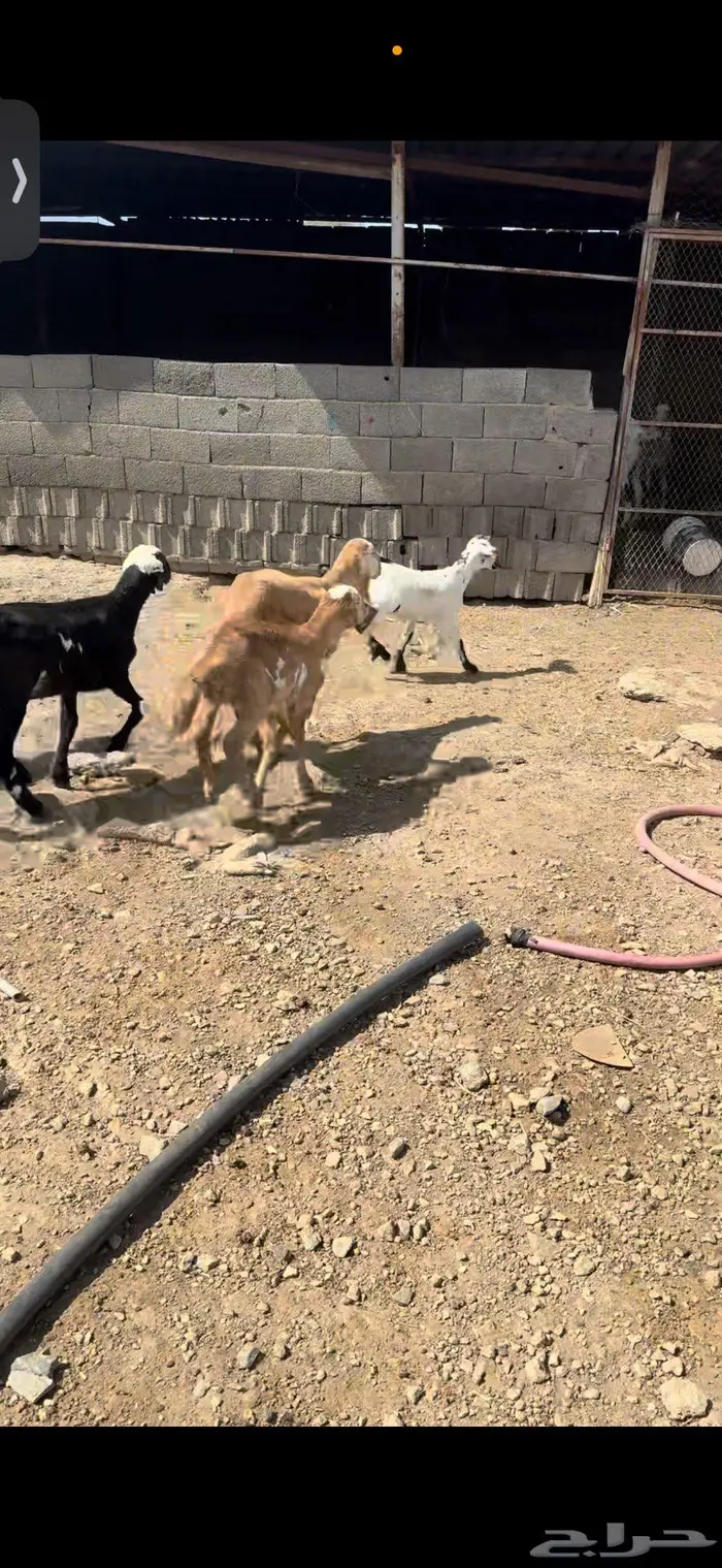 رخال سواكن تيلاد 2