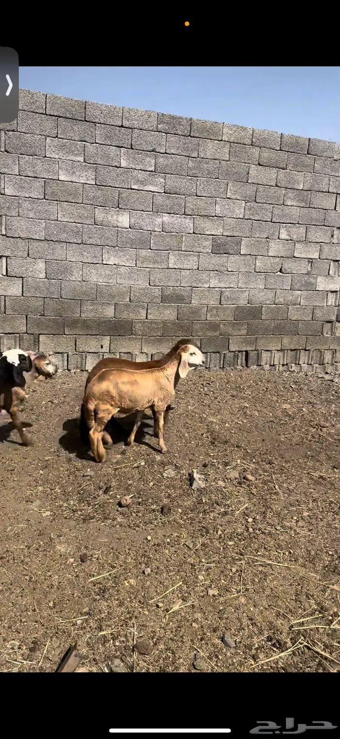 رخال سواكن تيلاد 5