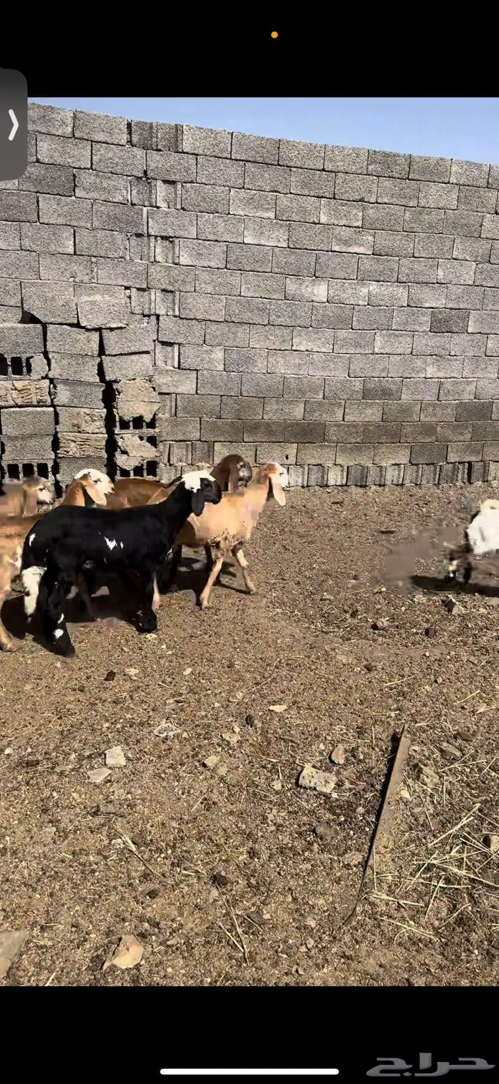 رخال سواكن تيلاد 7