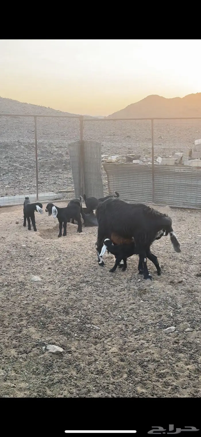 معزاى 2