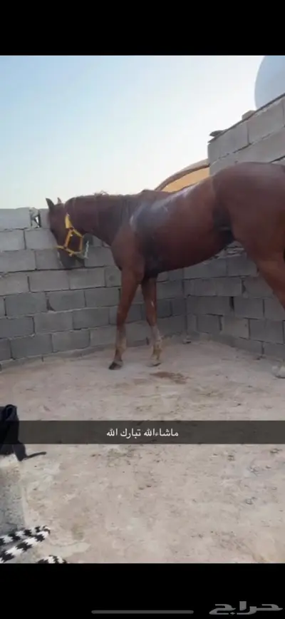 حصان 0