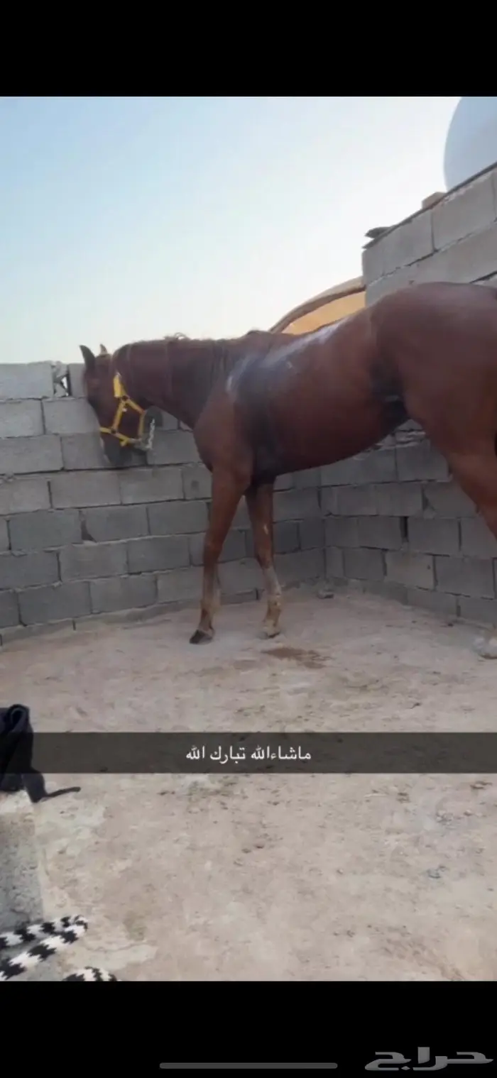 حصان 0