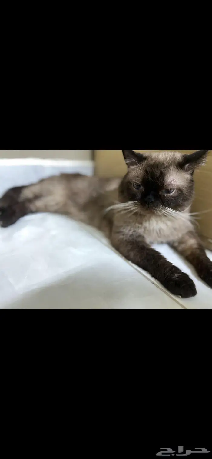 قطط تبني همليا 0