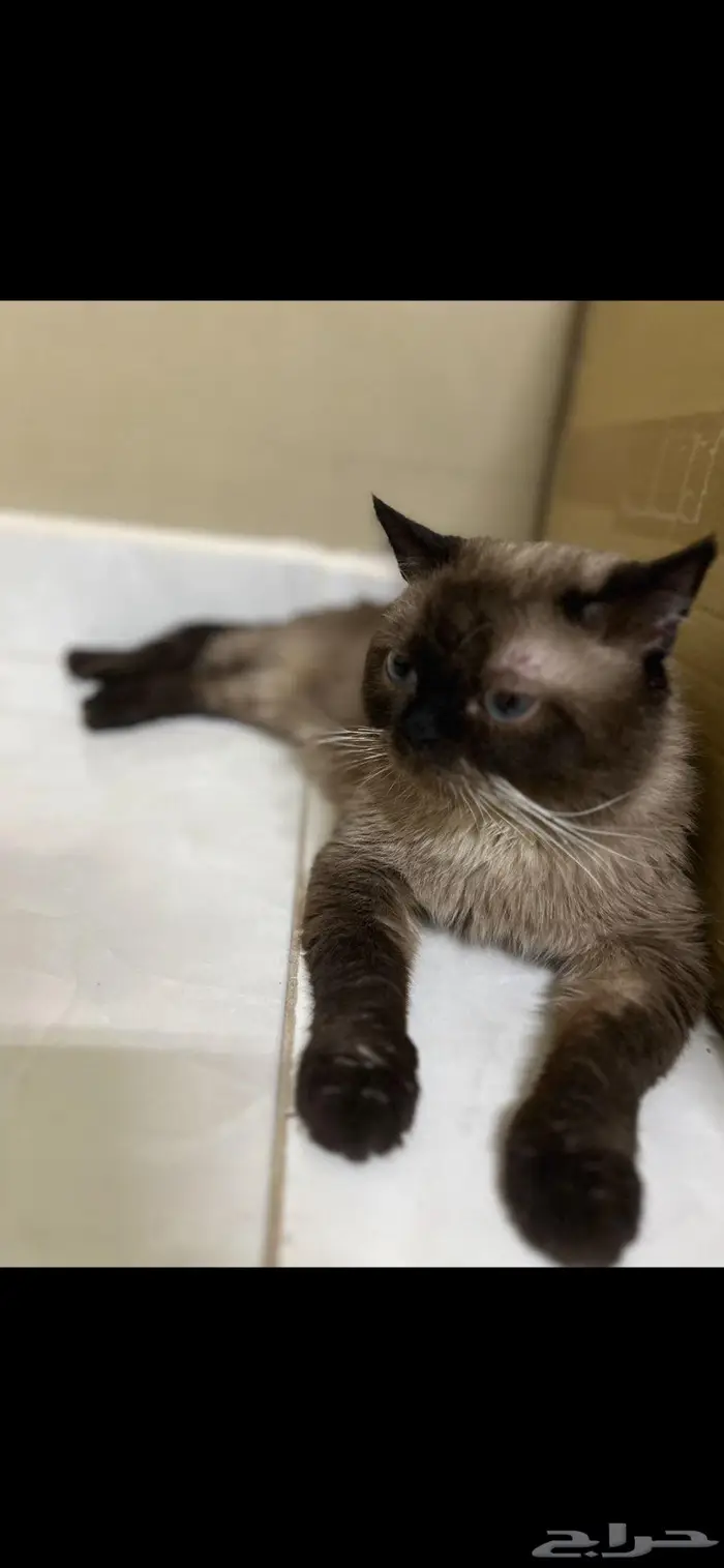 قطط تبني همليا 1