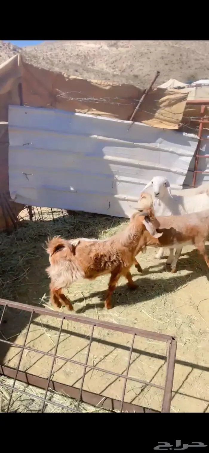 بهم كفو ذبايح 4 طليان و3 تيوس 2