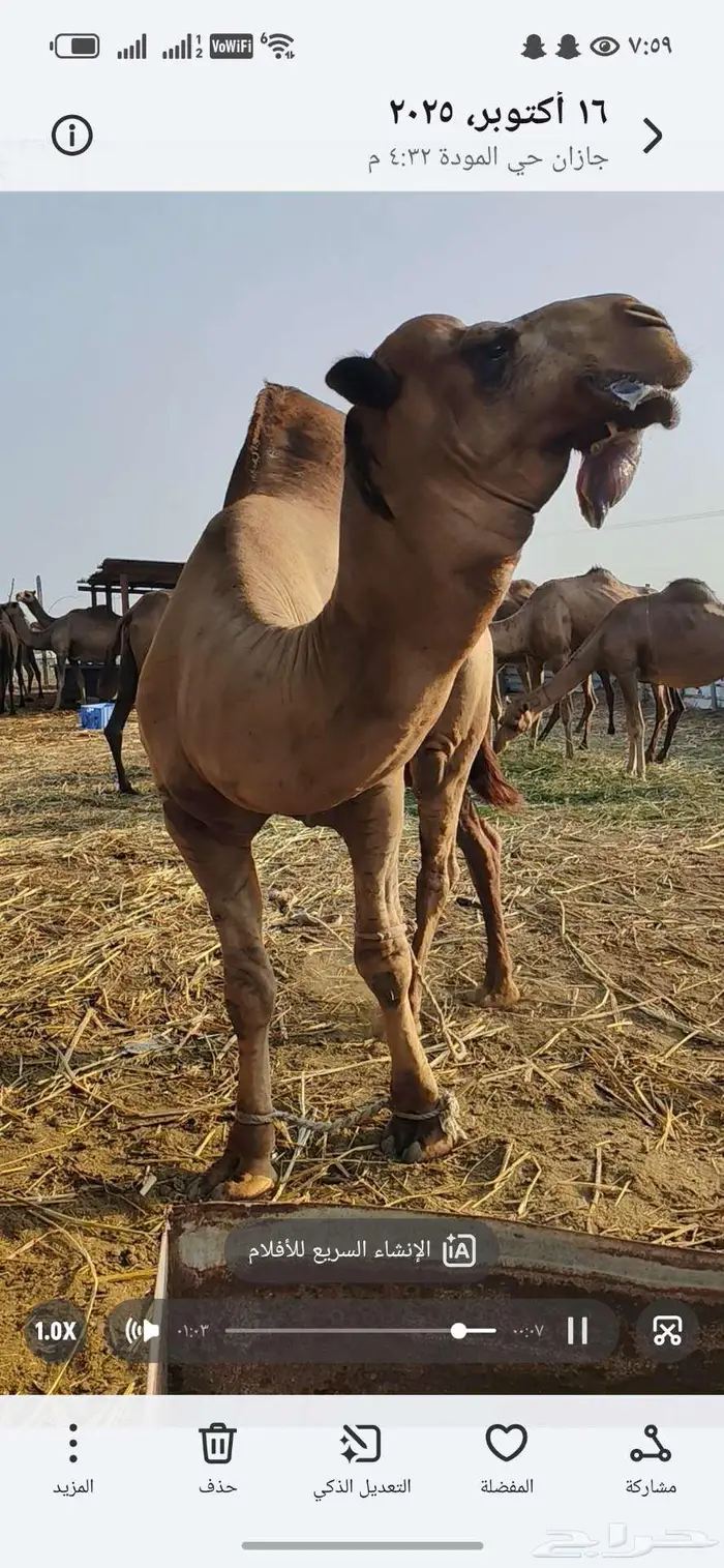 حمل ساحلي اصل للبيع 4
