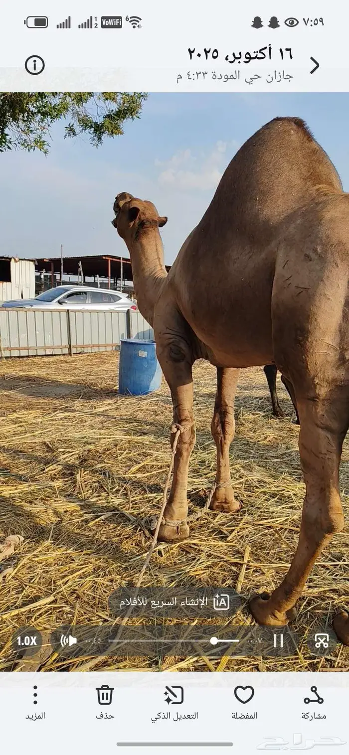 حمل ساحلي اصل للبيع 6