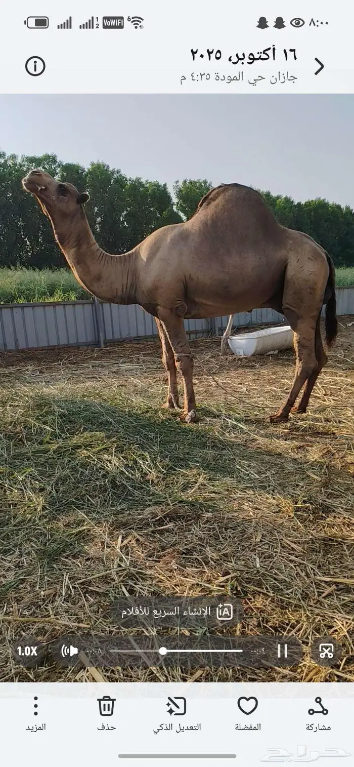 حمل ساحلي اصل للبيع 9