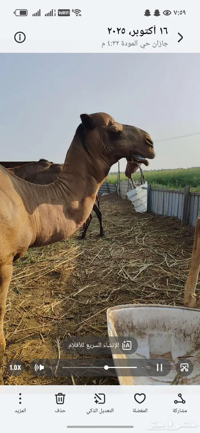 حمل ساحلي اصل للبيع 3
