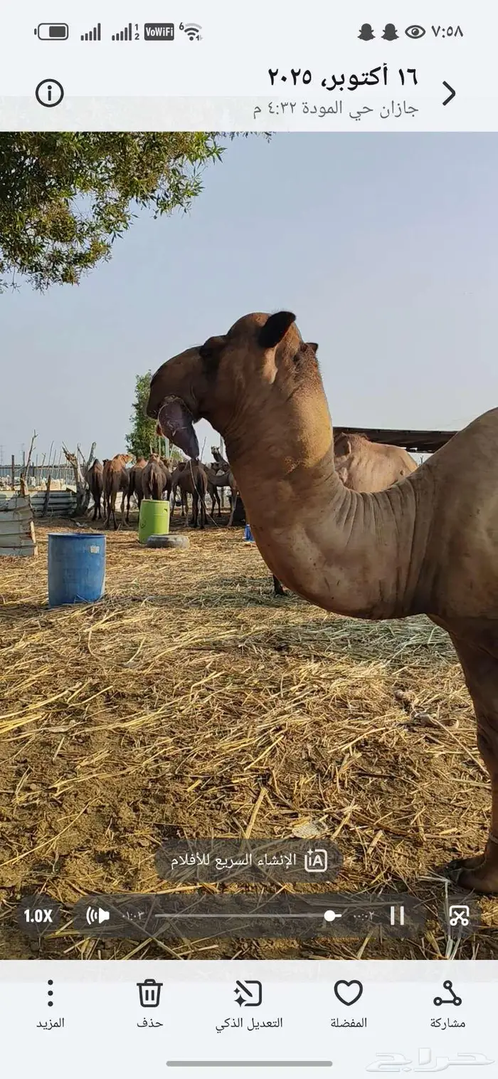 حمل ساحلي اصل للبيع 5