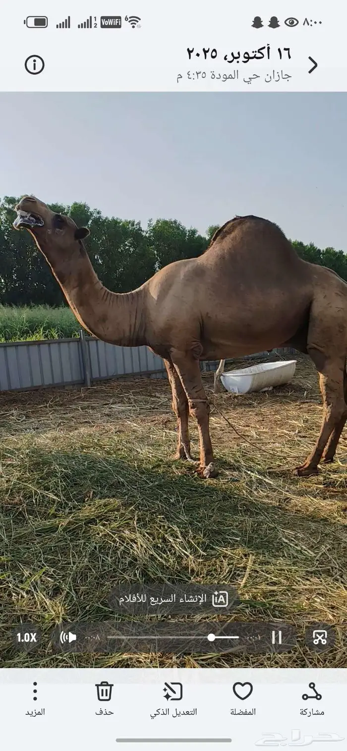 حمل ساحلي اصل للبيع 0