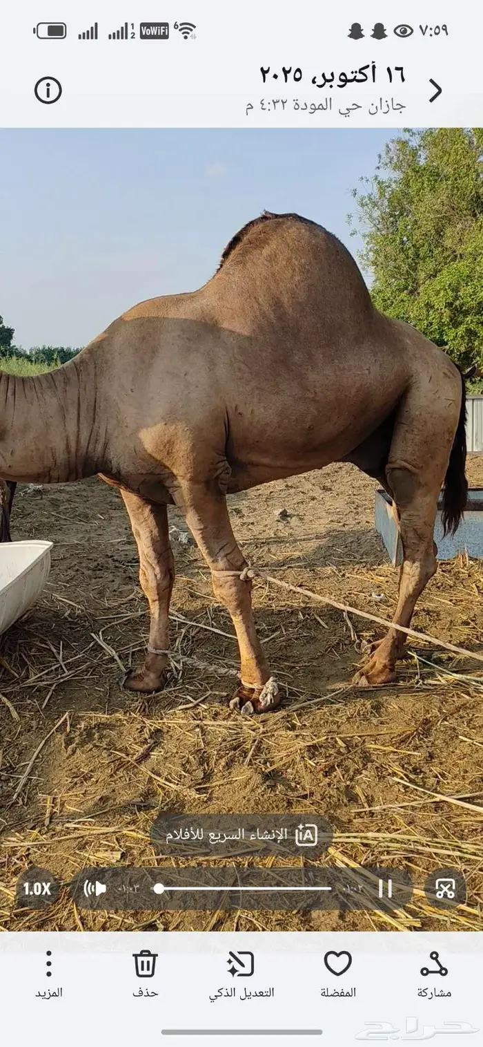 حمل ساحلي اصل للبيع 7